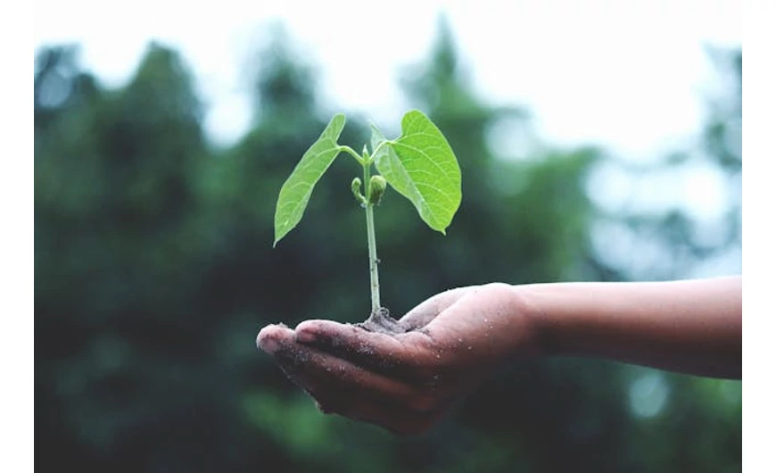 Itt az ősz, ültess fát!