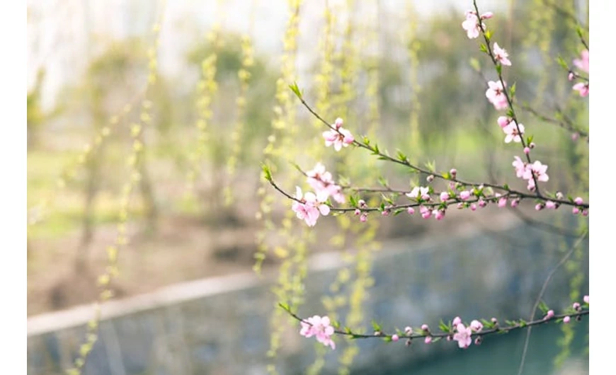Miért fontos a tavaszi lemosó permetezés?